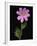 African Daisy-null-Framed Photographic Print