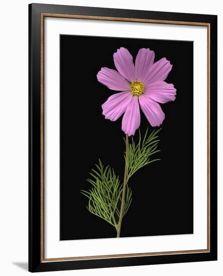 African Daisy-null-Framed Photographic Print