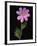 African Daisy-null-Framed Photographic Print