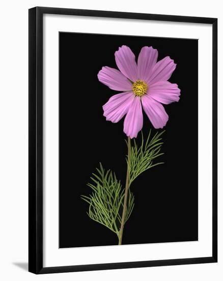 African Daisy-null-Framed Photographic Print