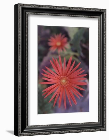 African Daisy-DLILLC-Framed Photographic Print