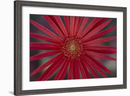 African Daisy-DLILLC-Framed Photographic Print