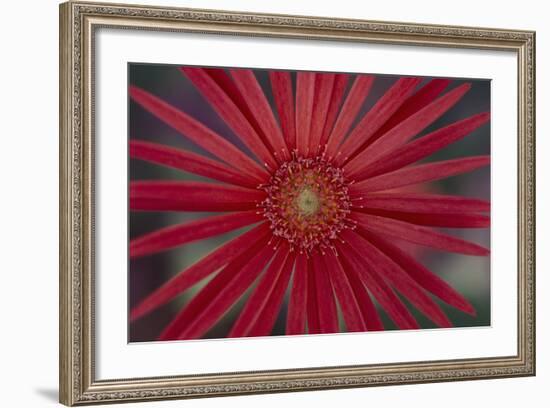 African Daisy-DLILLC-Framed Photographic Print