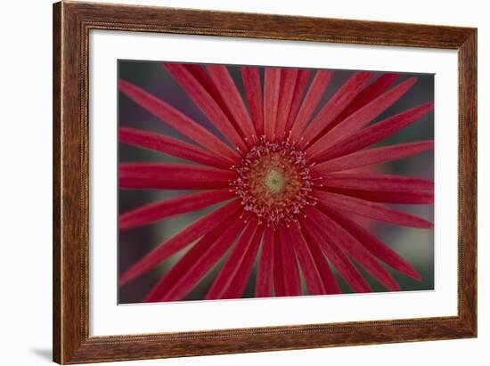 African Daisy-DLILLC-Framed Photographic Print