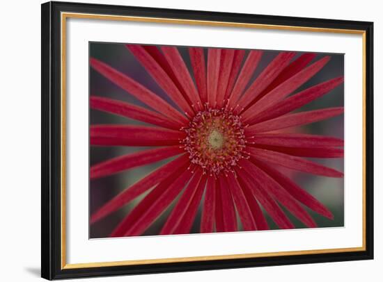 African Daisy-DLILLC-Framed Photographic Print