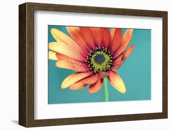 African daisy-Heidi Westum-Framed Photographic Print