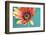 African daisy-Heidi Westum-Framed Photographic Print