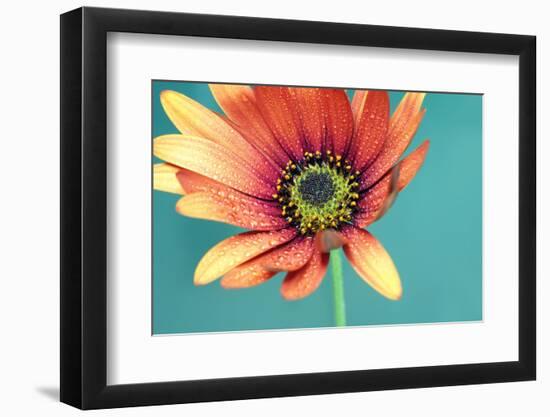 African daisy-Heidi Westum-Framed Photographic Print