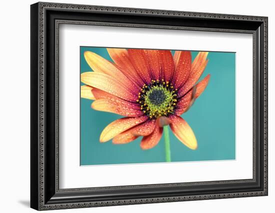 African daisy-Heidi Westum-Framed Photographic Print