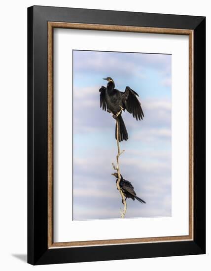 African darter (Anhinga rufa), Chobe River, Botswana, Africa-Ann and Steve Toon-Framed Photographic Print