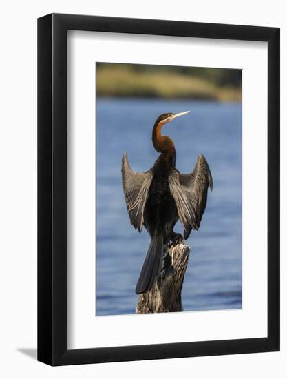 African darter (Anhinga rufa) drying wings, Chobe River, Botswana-Ann and Steve Toon-Framed Photographic Print