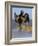 African Darter Preening Wings, Chobe National Park, Botswana-Tony Heald-Framed Photographic Print