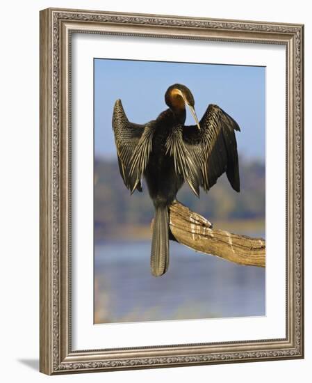 African Darter Preening Wings, Chobe National Park, Botswana-Tony Heald-Framed Photographic Print