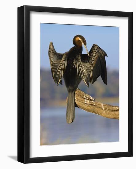 African Darter Preening Wings, Chobe National Park, Botswana-Tony Heald-Framed Photographic Print