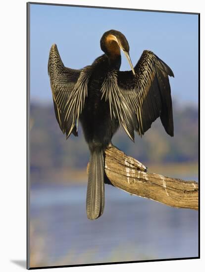 African Darter Preening Wings, Chobe National Park, Botswana-Tony Heald-Mounted Photographic Print