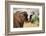 African desert elephant drinking from waterhole, Namibia-Eric Baccega-Framed Photographic Print