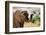 African desert elephant drinking from waterhole, Namibia-Eric Baccega-Framed Photographic Print