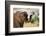 African desert elephant drinking from waterhole, Namibia-Eric Baccega-Framed Photographic Print