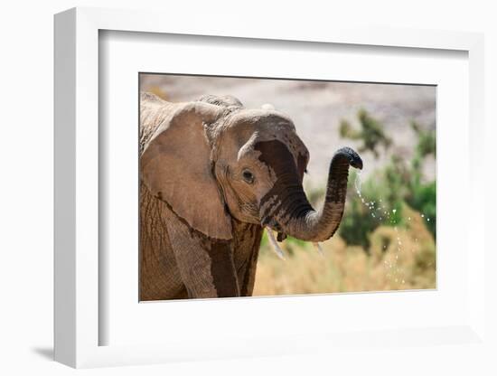 African desert elephant drinking from waterhole, Namibia-Eric Baccega-Framed Photographic Print