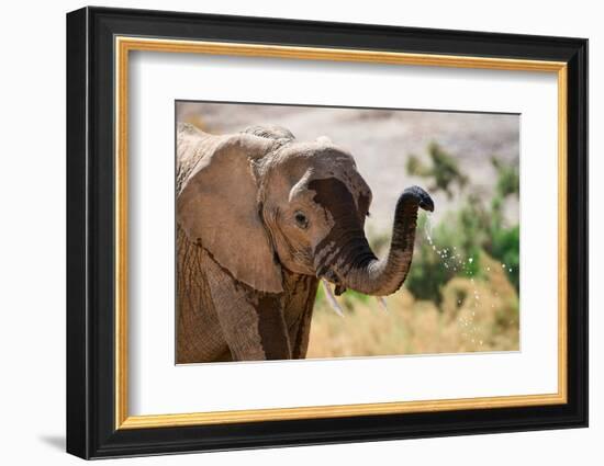 African desert elephant drinking from waterhole, Namibia-Eric Baccega-Framed Photographic Print