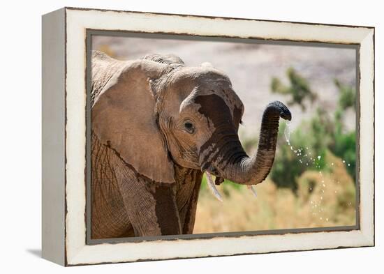 African desert elephant drinking from waterhole, Namibia-Eric Baccega-Framed Premier Image Canvas