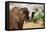 African desert elephant drinking from waterhole, Namibia-Eric Baccega-Framed Premier Image Canvas