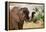 African desert elephant drinking from waterhole, Namibia-Eric Baccega-Framed Premier Image Canvas