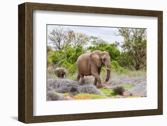 African desert elephant female and calf walking, Namibia-Eric Baccega-Framed Photographic Print