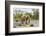 African desert elephant female and calf walking, Namibia-Eric Baccega-Framed Photographic Print