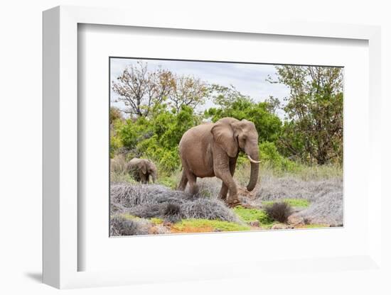 African desert elephant female and calf walking, Namibia-Eric Baccega-Framed Photographic Print