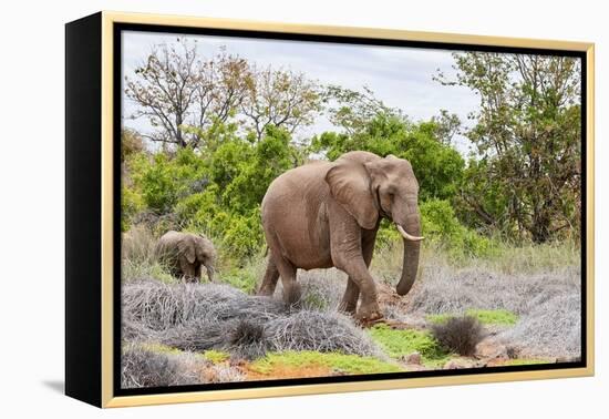 African desert elephant female and calf walking, Namibia-Eric Baccega-Framed Premier Image Canvas