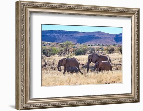 African desert elephant herd with one month old baby, Namibia-Eric Baccega-Framed Photographic Print