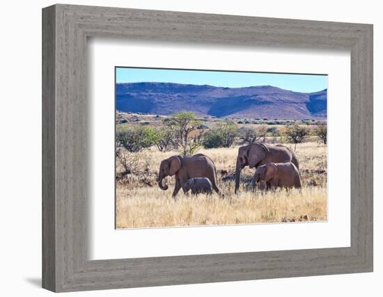 African desert elephant herd with one month old baby, Namibia-Eric Baccega-Framed Photographic Print