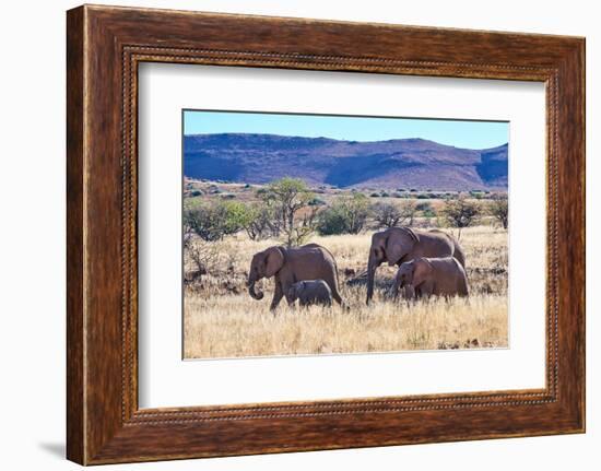 African desert elephant herd with one month old baby, Namibia-Eric Baccega-Framed Photographic Print