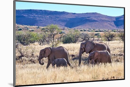 African desert elephant herd with one month old baby, Namibia-Eric Baccega-Mounted Photographic Print