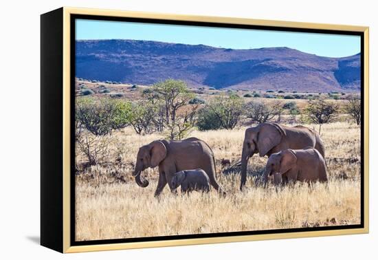 African desert elephant herd with one month old baby, Namibia-Eric Baccega-Framed Premier Image Canvas