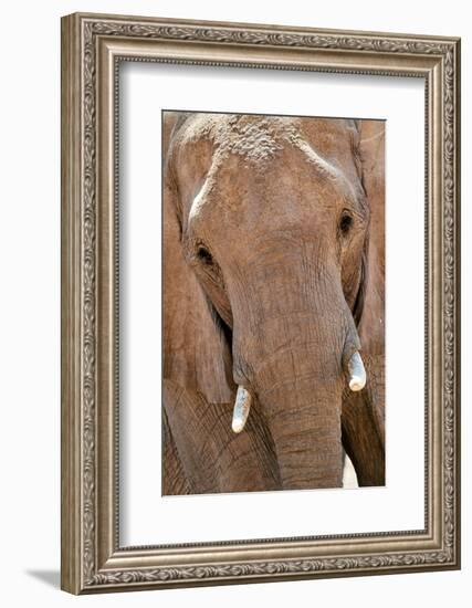 African desert elephant portrait, Hoanib River, Namibia-Eric Baccega-Framed Photographic Print