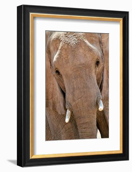 African desert elephant portrait, Hoanib River, Namibia-Eric Baccega-Framed Photographic Print