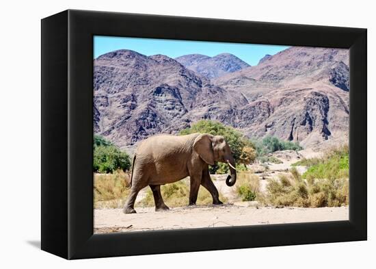 African desert elephant walking in dry Hoanib Riverbed, Namibia-Eric Baccega-Framed Premier Image Canvas