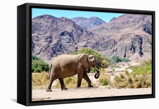 African desert elephant walking in dry Hoanib Riverbed, Namibia-Eric Baccega-Framed Premier Image Canvas