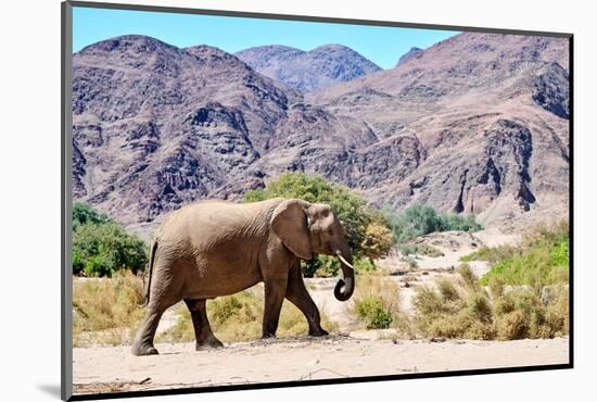 African desert elephant walking in dry Hoanib Riverbed, Namibia-Eric Baccega-Mounted Photographic Print