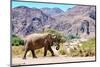 African desert elephant walking in dry Hoanib Riverbed, Namibia-Eric Baccega-Mounted Photographic Print