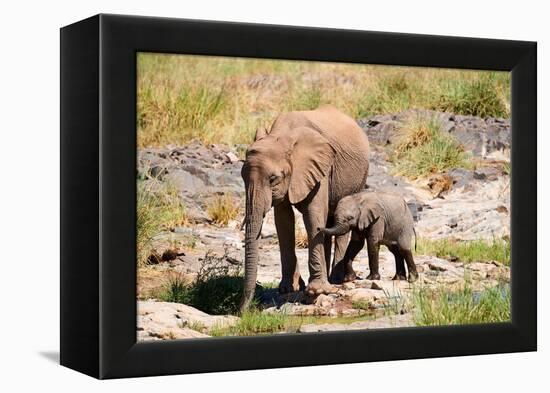 African desert elephant with calf drinking at at a spring, Namibia-Eric Baccega-Framed Premier Image Canvas