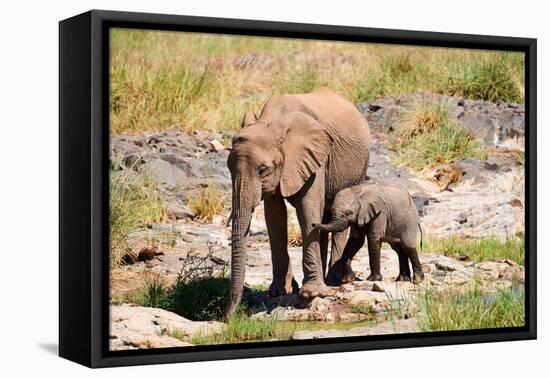 African desert elephant with calf drinking at at a spring, Namibia-Eric Baccega-Framed Premier Image Canvas