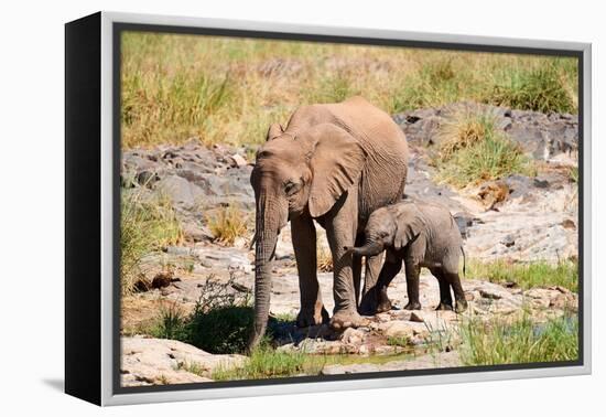 African desert elephant with calf drinking at at a spring, Namibia-Eric Baccega-Framed Premier Image Canvas