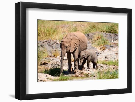 African desert elephant with calf drinking at at a spring, Namibia-Eric Baccega-Framed Photographic Print