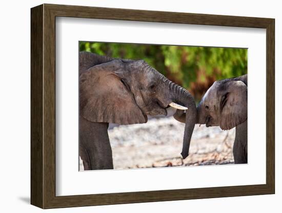 African desert elephants play fighting, Namibia-Eric Baccega-Framed Photographic Print