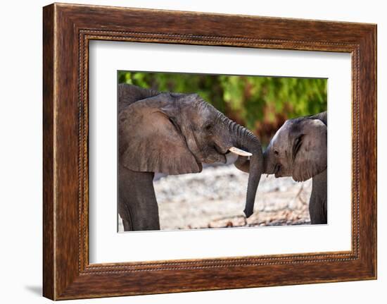 African desert elephants play fighting, Namibia-Eric Baccega-Framed Photographic Print