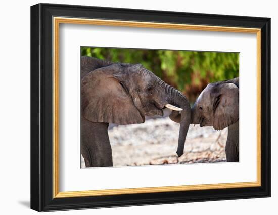 African desert elephants play fighting, Namibia-Eric Baccega-Framed Photographic Print