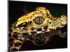 African Dwarf Crocodile Hatchlings, Native to Africa-David Northcott-Mounted Photographic Print